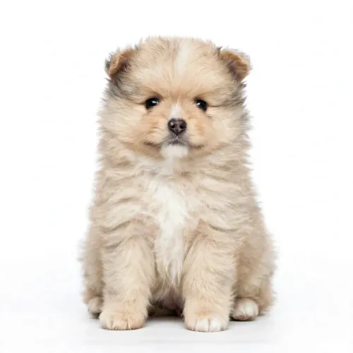 Filhote Spitz Alemão Macho Creme - Lulu da Pomerânia Baratinho
