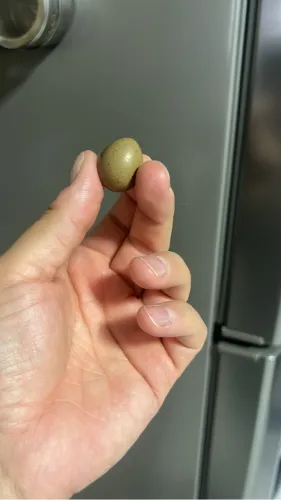 Ovos Férteis de Codorna Chinesa