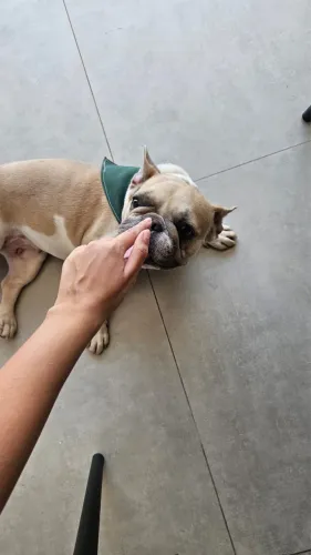 Buldogue francês fêmea disponível para cruzamento