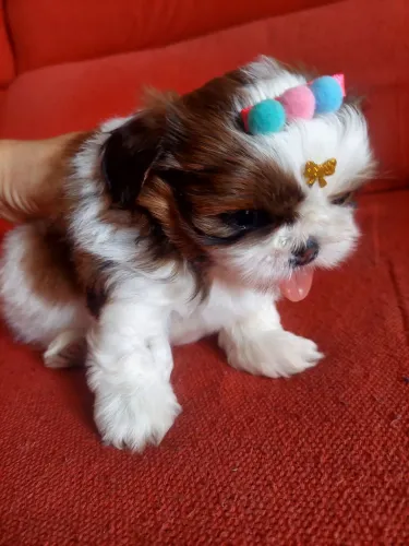 Shih tzu tenho uma femea lindissima
