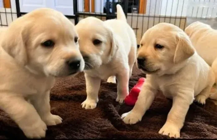 Labrador Filhotes Amarelos ou Pretos.