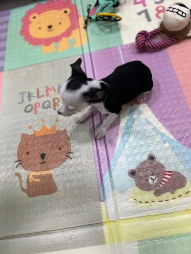 Vende de se pinscher