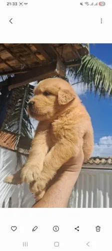 Golden