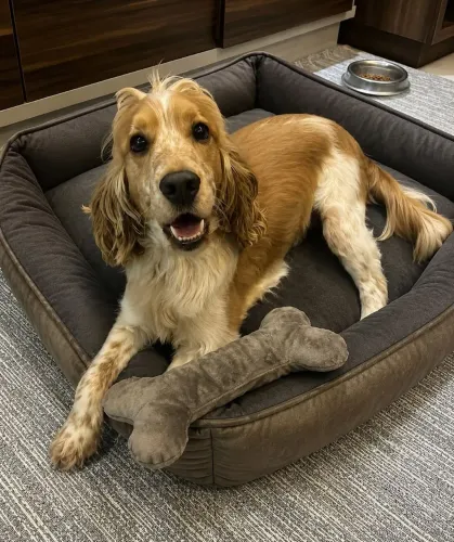 Cama Pet Premium
