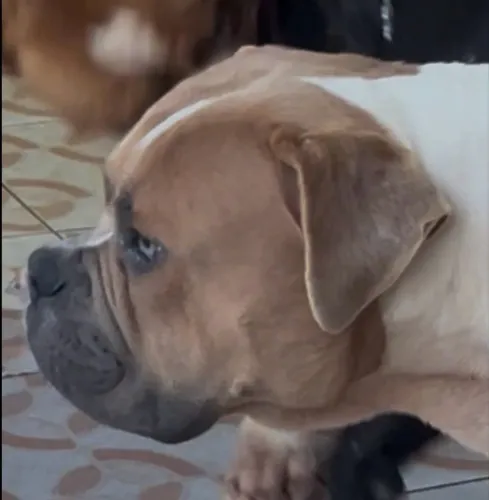 Olde Engles Bulldog 