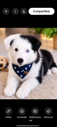 Filhotes de bodder collie