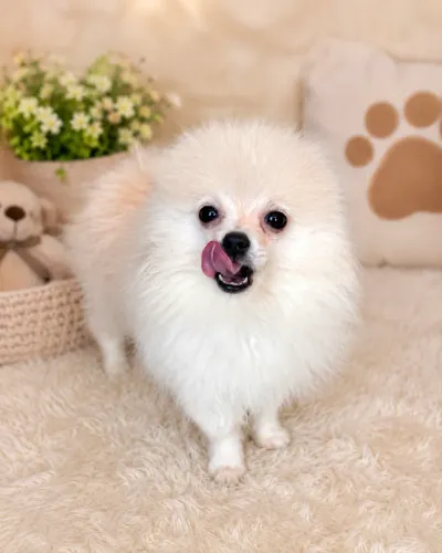 LULU DA POMERÂNIA MACHO - ANÃO.