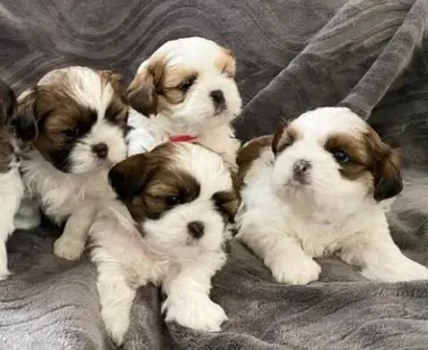 Shihtzu Mini Filhotes Lindíssimos. 