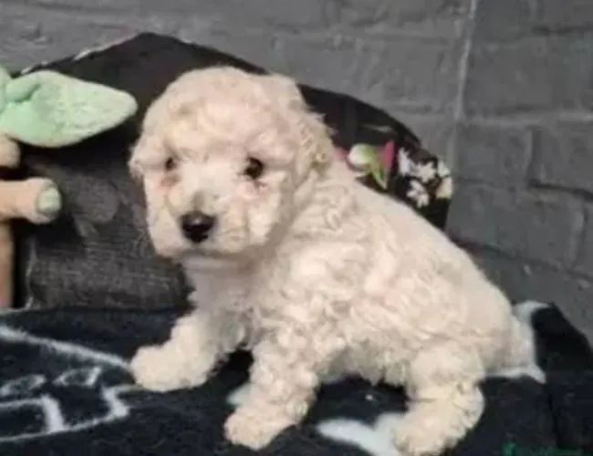 Poodle Mini Filhotes Raça Pura.