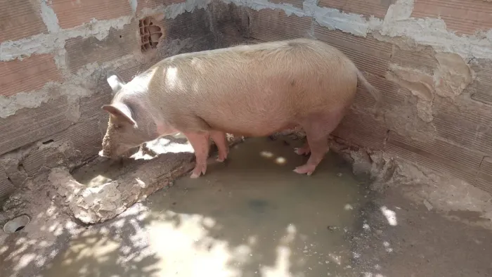 Animais 