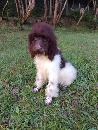 Belíssimo Poodle Gigante machos promoção 