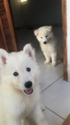 Cachorras fêmeas Husky siberiano