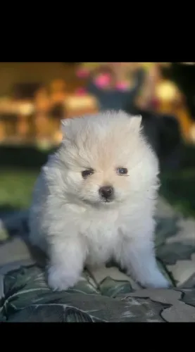 Lulu da pomeranea dócil