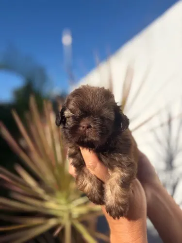 Shih tzu disponíveis chocolate