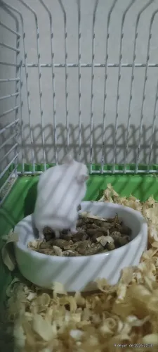 Hamister anão russo R$ 30,00 cada
