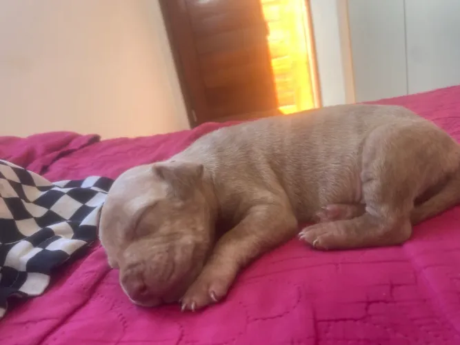 Filhote de pitbul 1 mês