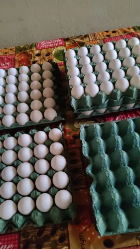 Ovos, alho e verduras direto do produtor