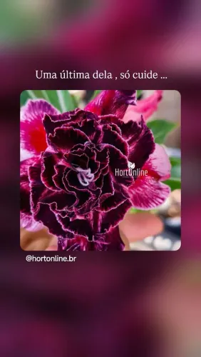Rosa do deserto Rihanna