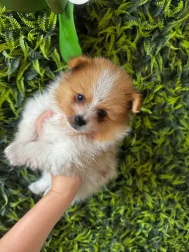 Lulu macho