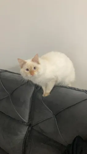 Doação de gato