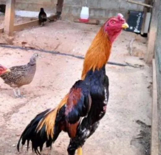Galos de Raça