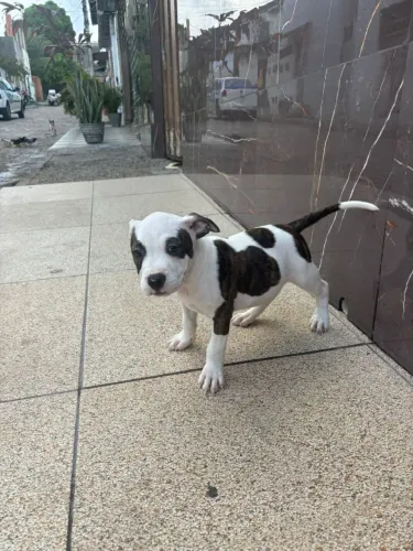 Vendo filhote de Américan bully 4meses. 1mil pelagem diferenciada, macho,vacinado 3 vacin