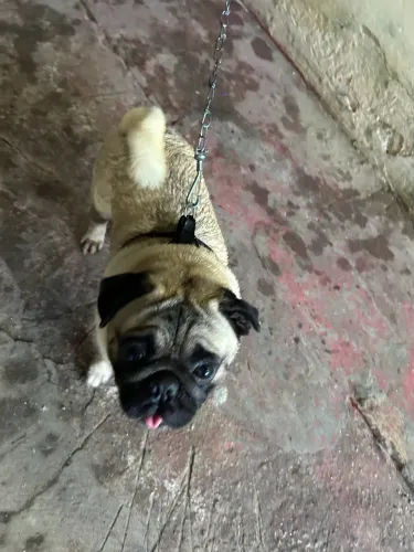 Pug 2 anos