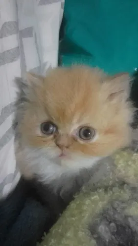 Gato Persa 