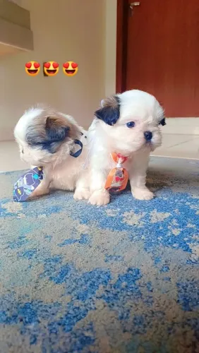 FILHOTE MINI SHIH TZU pronta entrega 