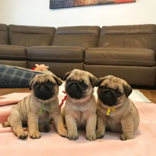 Pug - O Pet Que Vai Conquistar Sua Família 