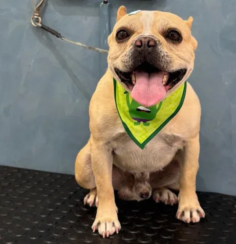 Disponível para cobertura, Bulldog francês