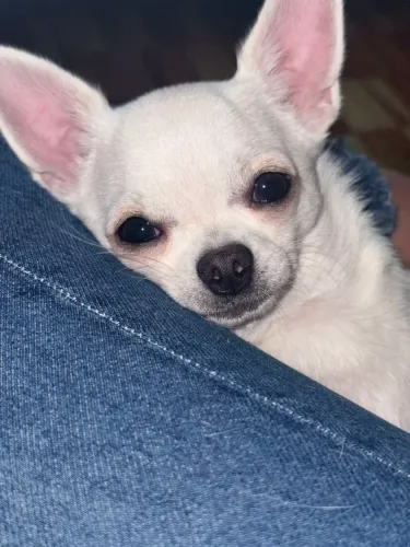 Chihuahua fêmea com pedigree