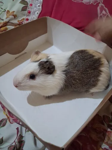 Doação de porquinho da Índia