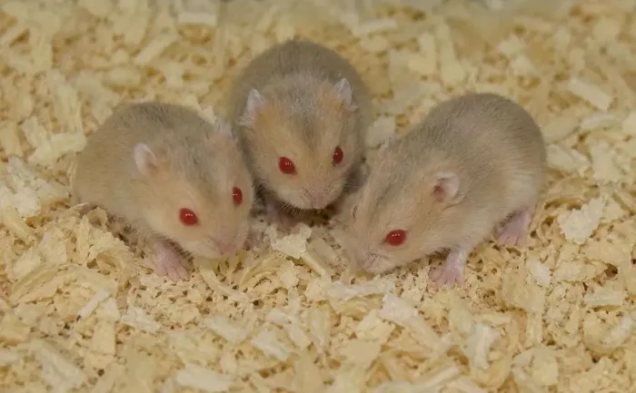 Hamster anão russo filhotes