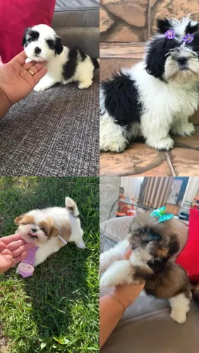 Shih Tzu adorável