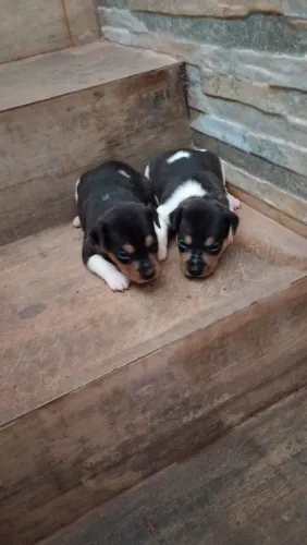 Lindos filhotes Fox paulistinha