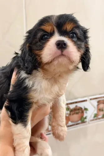 Linhagem Real Cavalier King: Filhotes Femeas E macho  com Pedigree, Garantia e Vacina V1