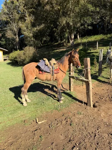 Cavalo Mangolino 
