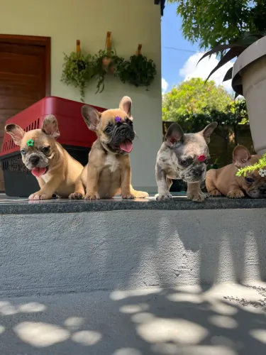 Filhotes de Bulldog Francês Fêmeas
