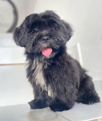 Macho lhasa apso, procura namoradinha