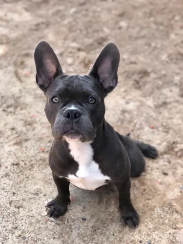 Filhote de American Bully