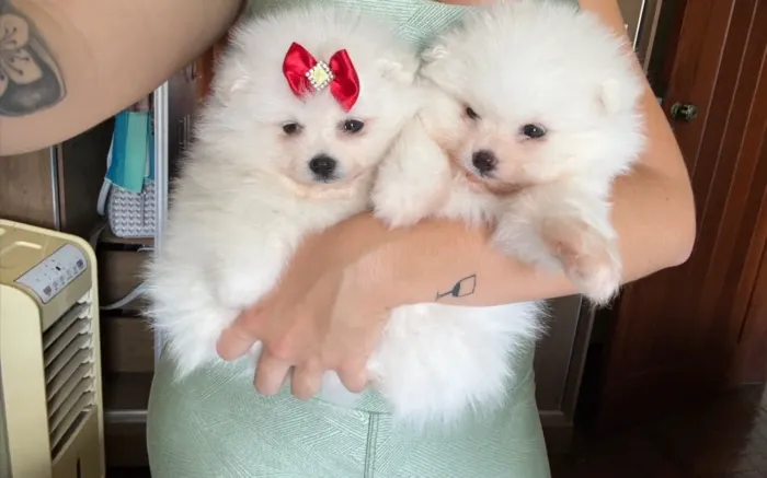 Lulu da pomerania fêmea anã estilho ursinho com pedigree