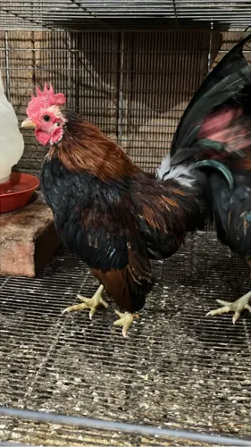 Minigalinhas de serama