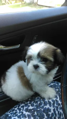 Shih Tzu machinhos amor imperdível 60 dias 