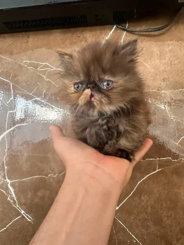 Vendo linda filhote de Gato Persa Show (Fêmea)