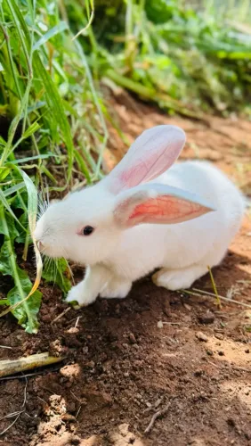 Venda de filhote de coelhos