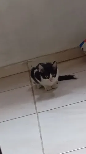 Adoção de gatinha