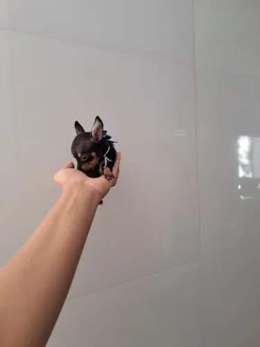Miudinho pinscher zerinho