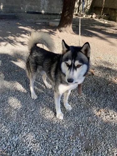 Husky siberiano