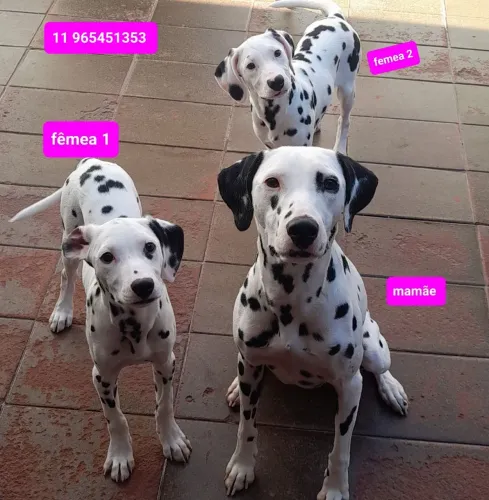 Filhote de dalmata fêmeas com 3 vacinas importada